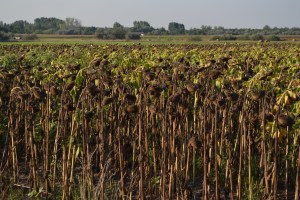 This field is speaking Pashto. 
